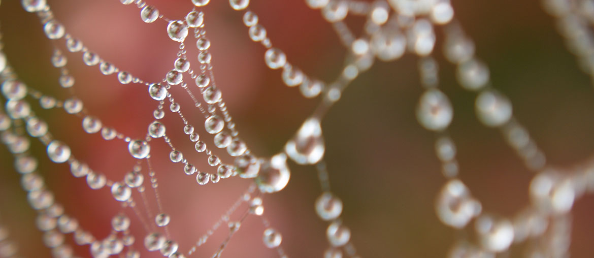 Dewdrops on a spider's web, 